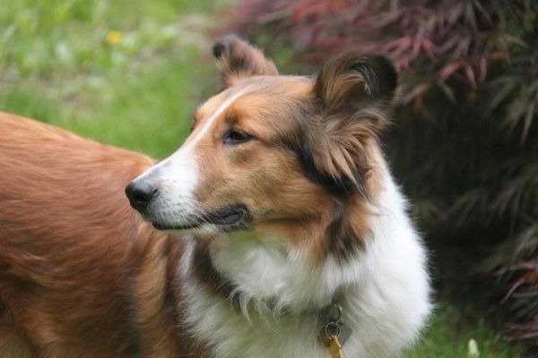 Photo Old Time Scotch Collie