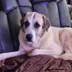 Un Mastiff d'Anatolie allongé sur un canapé et regardant vers la caméra 