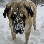 Un Mastiff d'Anatolie sur une surface enneigée et semblant détendu 