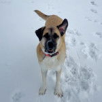 Un Mastiff d'Anatolie sur une surface enneigée et portant un collier autour du cou