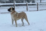 Un Mastiff d'Anatolie sur une surface enneigée et portant un collier autour du cou