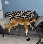 Un Mastiff d'Anatolie allongé sur un canapé et semblant dormir