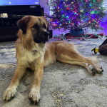 Un Mastiff d'Anatolie allongé sur une moquette et portant un collier autour du cou