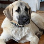 Un Mastiff d'Anatolie allongé sur un plancher et portant un collier autour du cou