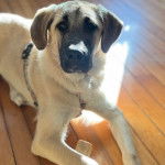 Un Mastiff d'Anatolie allongé sur un plancher et portant un harnais 