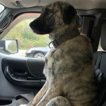 Un Mastiff d'Anatolie assis sur le siège d'une voiture et portant un collier autour du cou 