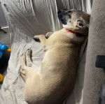 Un Mastiff d'Anatolie allongé sur un canapé et portant un collier autour du cou