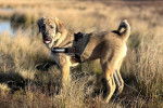 Un Mastiff d'Anatolie sur un terrain herbeux et portant un harnais 