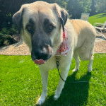 Un Mastiff d'Anatolie sur une surface gazonnée et qui est tenu en laisse 