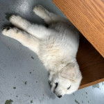 Un Mastiff d'Anatolie allongé et semblant dormir