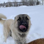Un Mastiff d'Anatolie sur une surface enneigée et léchant son museau 