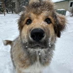 Un Mastiff d'Anatolie sur une surface enneigée et semblant détendu