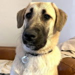 Un Mastiff d'Anatolie sur un canapé et portant un collier autour du cou