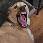 Un Mastiff d'Anatolie portant un collier autour du cou et ayant la gueule grande ouverte 