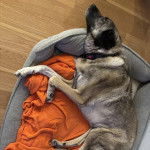 Un Mastiff d'Anatolie allongé dans un panier et portant un collier autour du cou