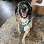 Un Mastiff d'Anatolie assis sur un tapis et portant un harnais 