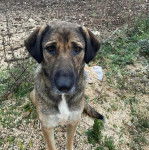 Un Mastiff d'Anatolie assis sur un terrain herbeux et regardant vers la caméra