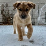 Un chiot Mastiff d'Anatolie marchant sur une surface enneigée 