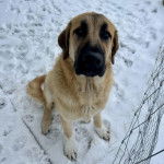 Un Mastiff d'Anatolie assis sur une surface enneigée et regardant vers la caméra