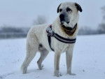 Un Mastiff d'Anatolie sur une surface enneigée et portant un harnais 