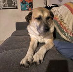 Un Mastiff d'Anatolie allongé sur un canapé et semblant détendu 