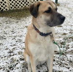 Un Mastiff d'Anatolie assis sur une surface enneigée et portant un collier autour du cou
