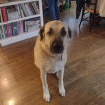 Un Mastiff d'Anatolie assis sur un plancher et portant un collier autour du cou