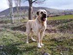 Photo Mastiff d'Anatolie