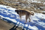 Un Mastiff d'Anatolie sur une surface ennigée 