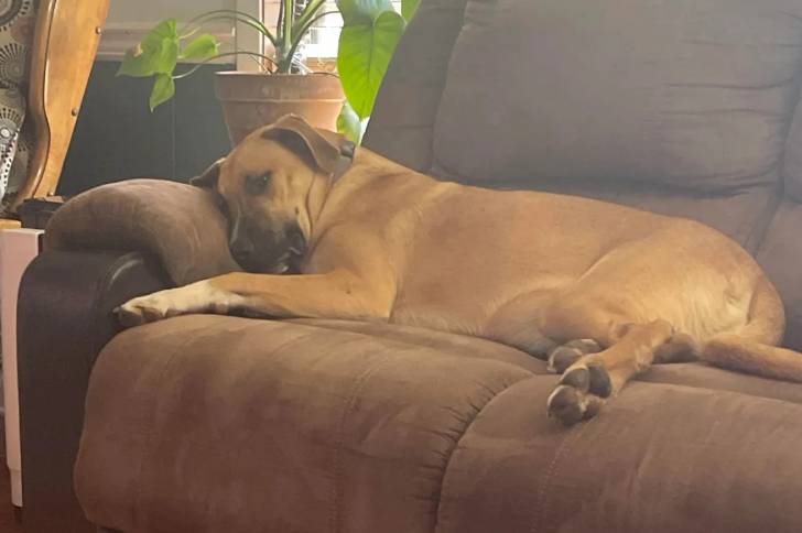 Un Mastiff d'Anatolie allongé sur un canapé et semblant détendu