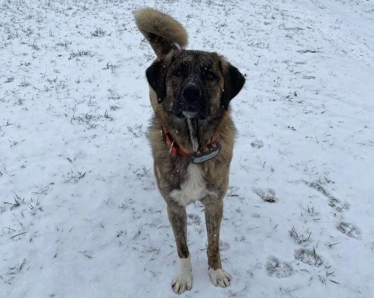 Un Mastiff d'Anatolie sur une surface enneigée et portant un collier autour du cou
