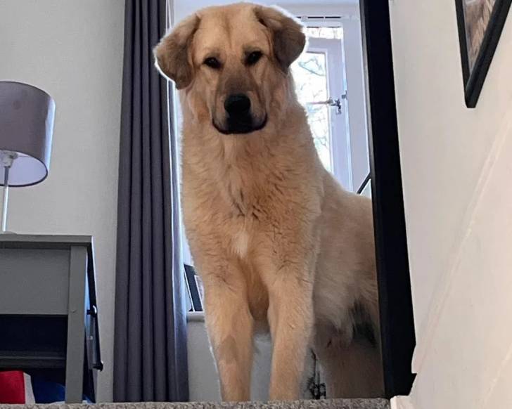 Un Mastiff d'Anatolie sur une moquette et regardant vers la caméra 