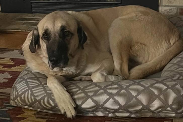 Un Mastiff d'Anatolie allongé sur un lit pour chien et semblant détendu