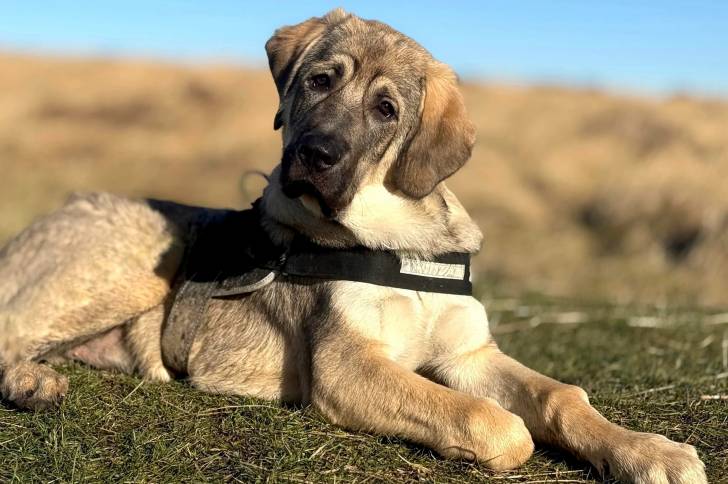 Un Mastiff d'Anatolie allongé sur un terrain herbeux et portant un harnais 