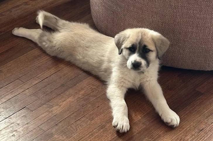 Un Mastiff d'Anatolie allongé sur un plancher et portant un collier autour du cou
