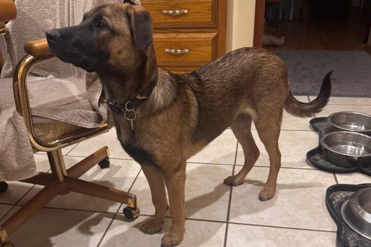 Un Mastiff d'Anatolie sur un sol carrelé et portant un collier autour du cou