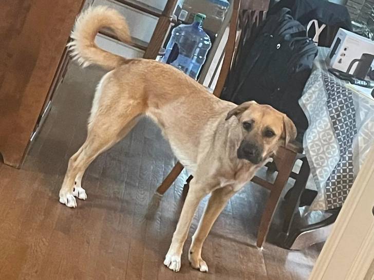 Un Mastiff d'Anatolie sur un plancher et regardant vers la caméra