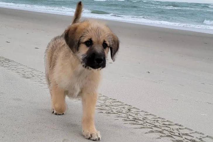 Un Mastiff d'Anatolie marchant sur une surface sableuse 