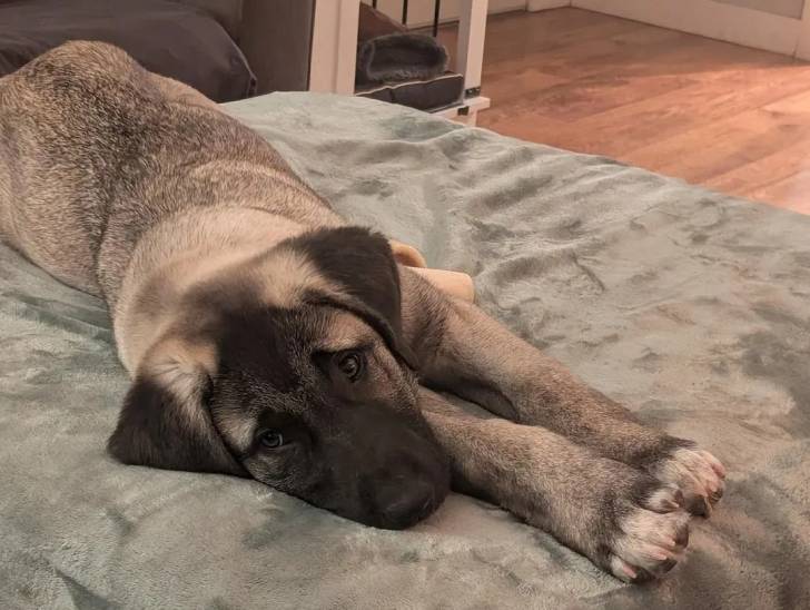 Un Mastiff d'Anatolie allongé sur un lit pour chien et semblant dormir 