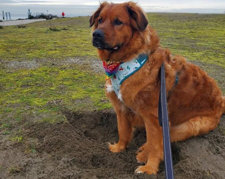 Un Mastiff d'Anatolie assis sur une surface sableuse et qui est tenu en laisse 