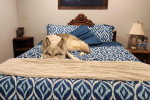 Un Chien-Loup Américain allongé sur un lit