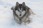 Un Chien-Loup Américain allongé sur une surface enneigée