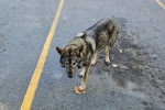 Un Chien-Loup Américain sur une surface bétonnée 