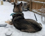 Un Chien-Loup Américain allongé sur une table recouverte de neige