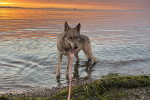 Un Chien-Loup Américain marchant dans l'eau