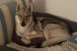 Un Chien-Loup Américain allongé sur un canapé