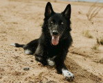 Un Chien-Loup Américain allongé sur une surface sableuse