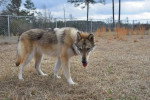 Un Chien-Loup Américain sur une surface herbacée