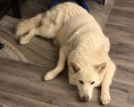 Un Chien-Loup Américain allongé sur un parquet