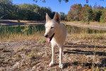 Un Chien-Loup Américain sur une surface herbacée